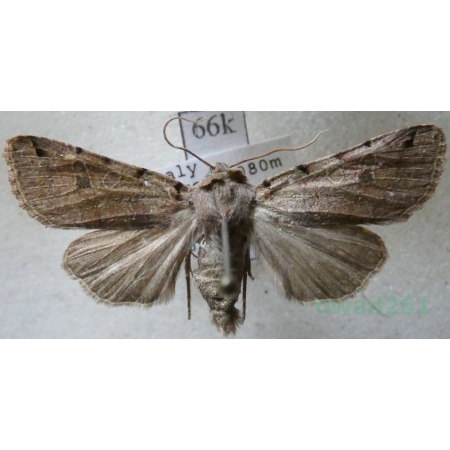 Agrochola meridionalis (Staudinger, 1871) Italy66k